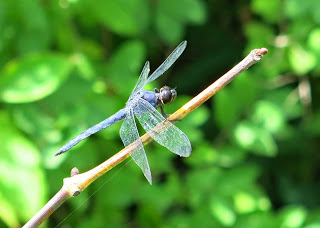 Slaty Skimmer, Libellula incesta, Sunday, August 24, 2014, 12:31:26 PM