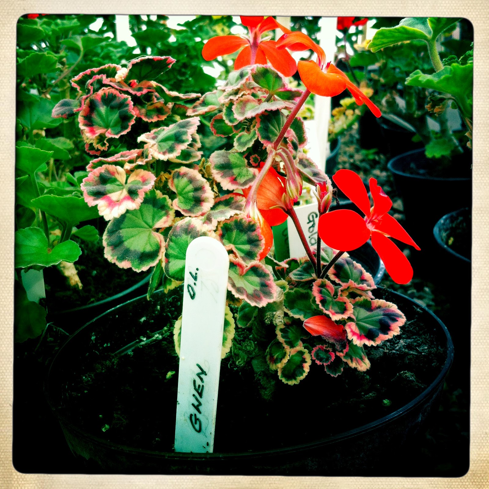 Pelargonium 'Gwen' Pelargonium 'Gwen'