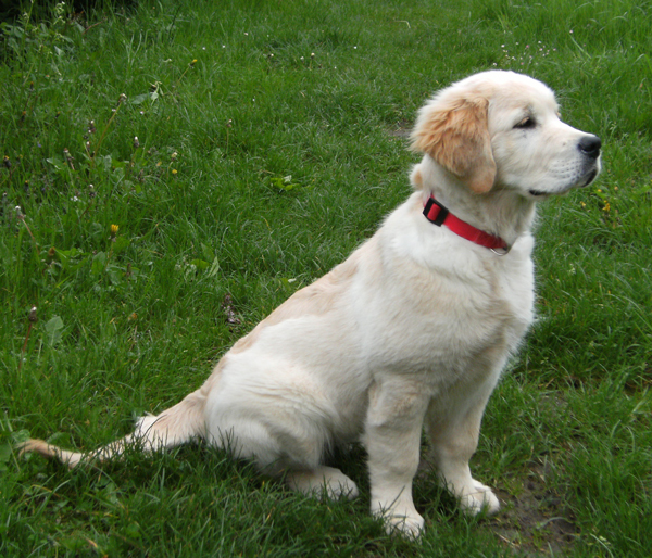 golden retriever limping golden retriever a 1 mois dogs in our photo golden retriever limping golden retriever a 1 mois dogs in our photo