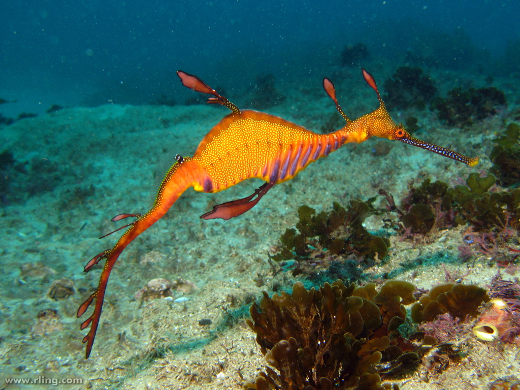 Male Esperance Toggle switch Western Australia 3dRose lsp_46258_2 Weedy Sea Dragon Male Esperance Toggle switch Western Australia 3dRose lsp_46258_2 Weedy Sea Dragon