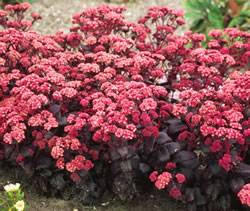 planta decorativa planta decorativa
