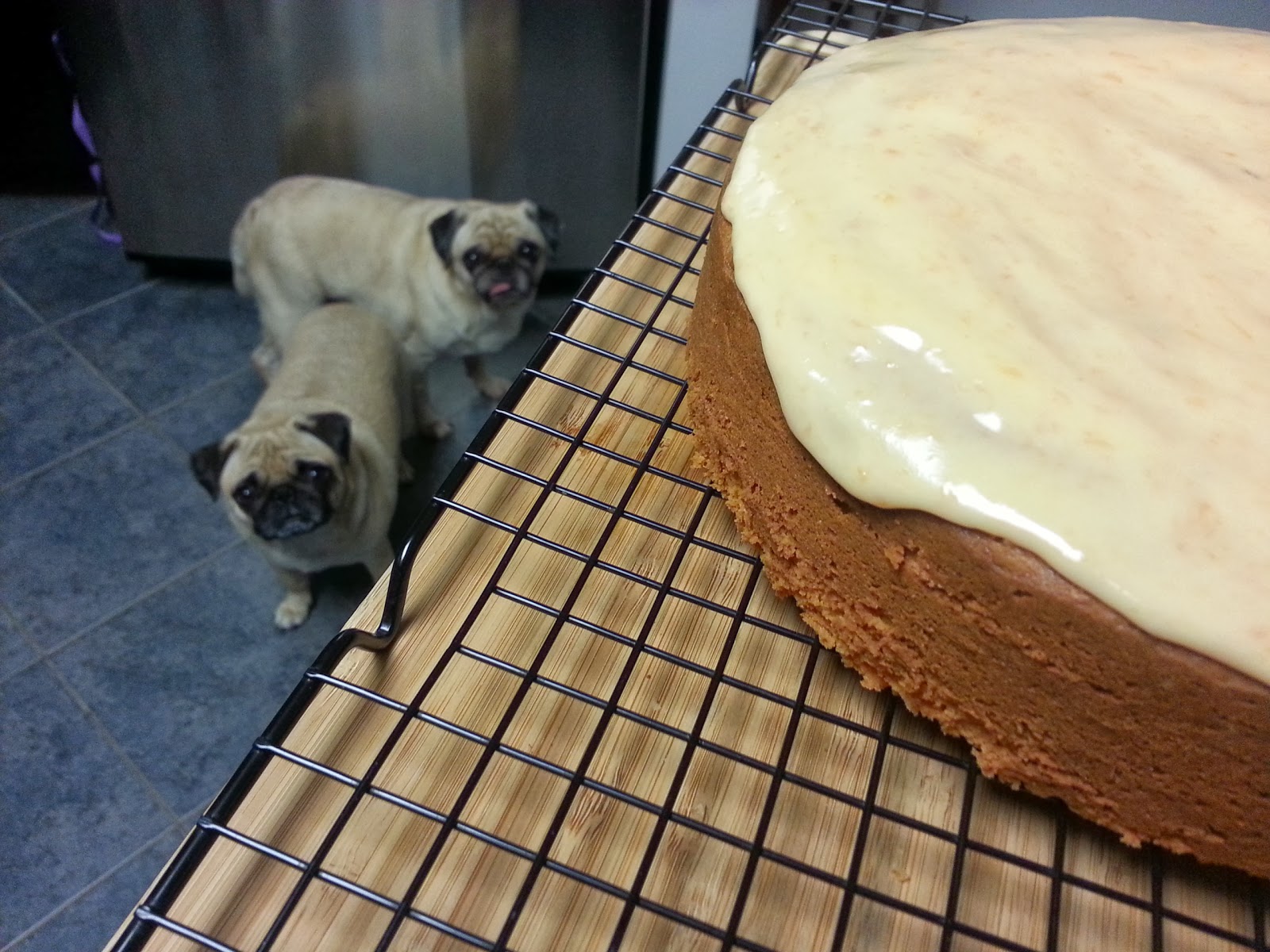 when do pugs go into heat grubbin pugs grapefruit pound cake when do pugs go into heat grubbin pugs grapefruit pound cake