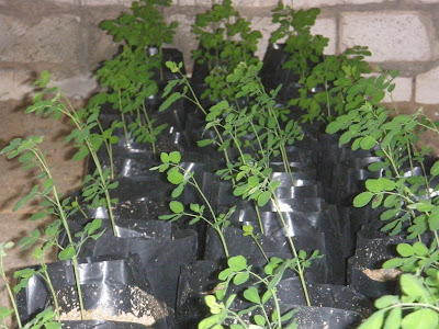 العلاج بالمورينجا فوائد شجرة المورينجا moringa oleifera Paregrina moringa tree