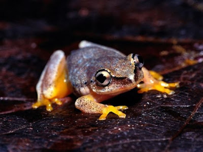 Incredible Multicolored Frogs puictures