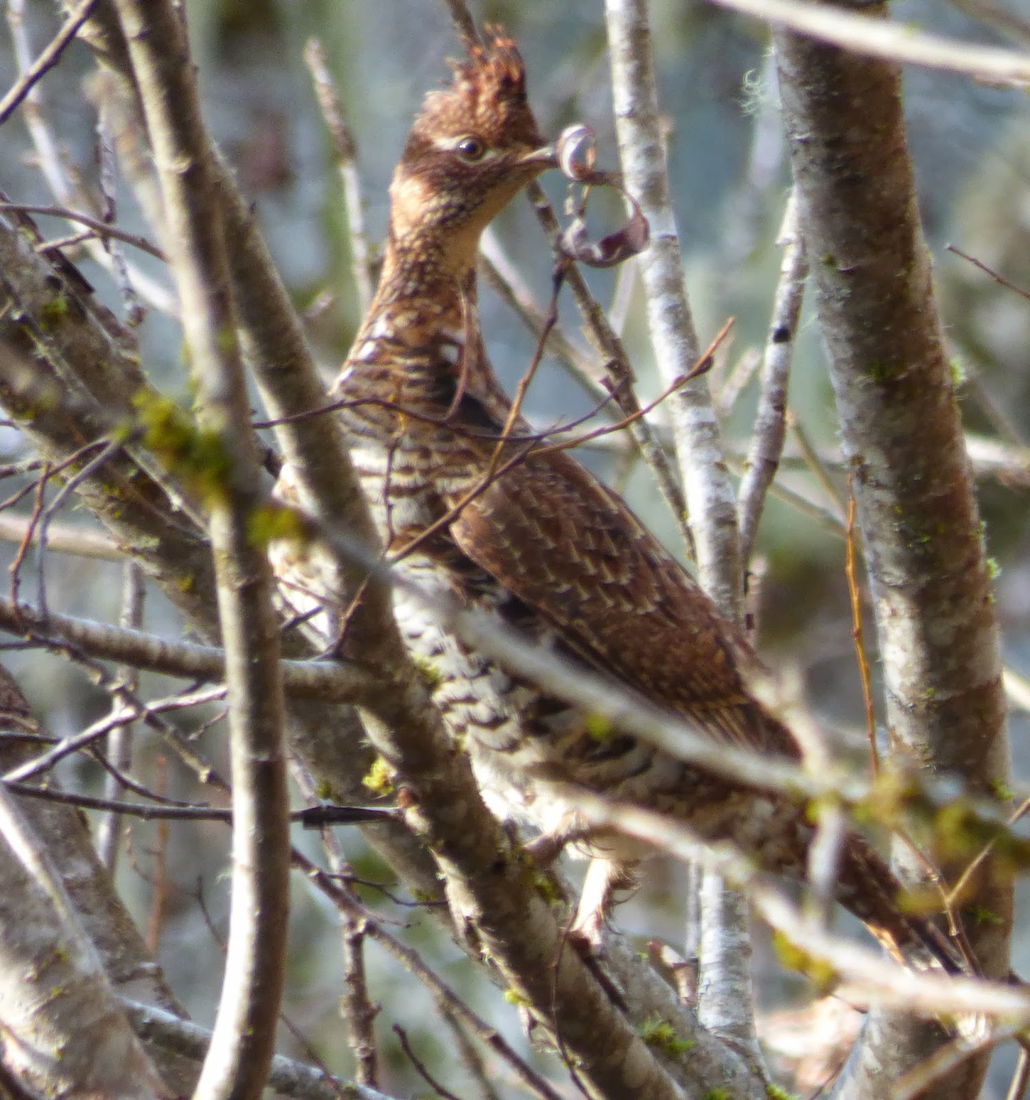 Birds Ruffed Grouse