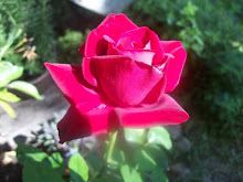 I grew a Chrysler Imperial rose, --- probably the most perfect rose in the world...