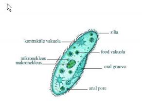 Ciri Dan Klasifikasi Protozoa Adipedia Ciri Dan Klasifikasi Protozoa Adipedia