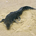 New Species of Crocodile, 20 Feet Long, Found in Colombia Coal Mine
