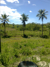 Lot For Sale @ Php 500 (11 hectares)