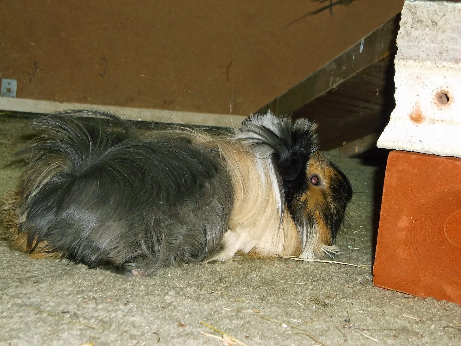 Undercover Guinea Pigs Chaos at Piggyfriends Episode 3. Piggies
