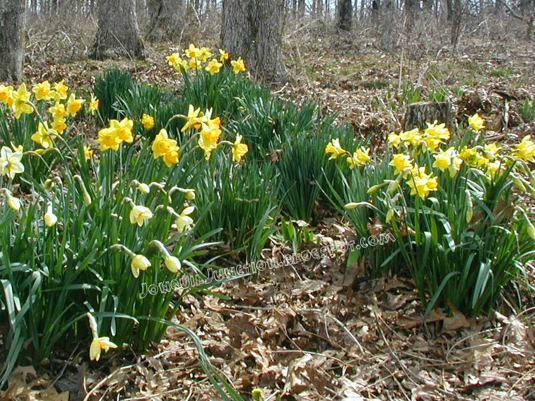 to Jonquiljunction The journey to Jonquil Junction