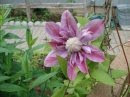 "Josephine" Clematis