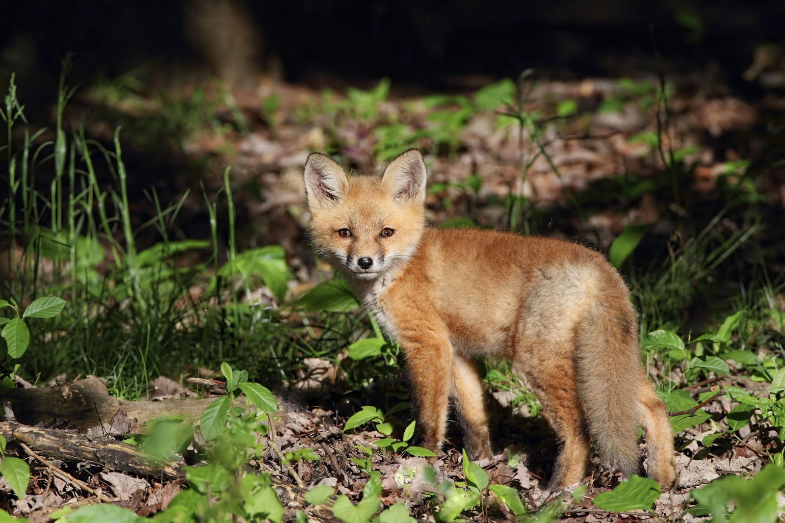 Daniel Behm Photography Fox Den in Suburbia