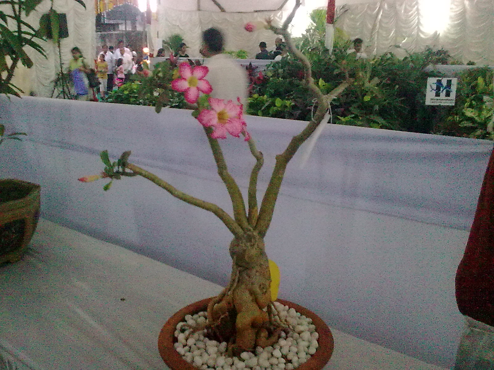 Garden Care Simplified Step By Step How To Grow Bonsai Plants At Home Garden Care Simplified Step By Step How To Grow Bonsai Plants At Home