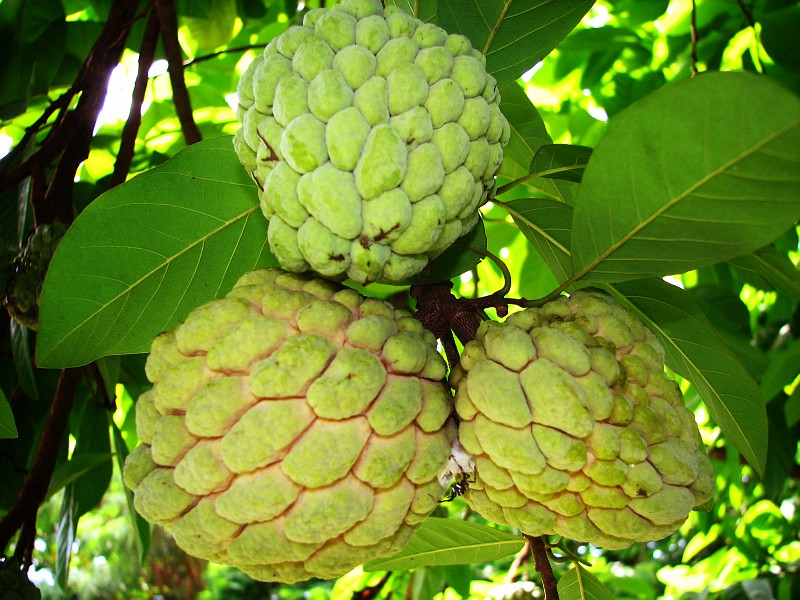 philippine medicinal plants pchrd develops anti dengue philippine medicinal plants pchrd develops anti dengue
