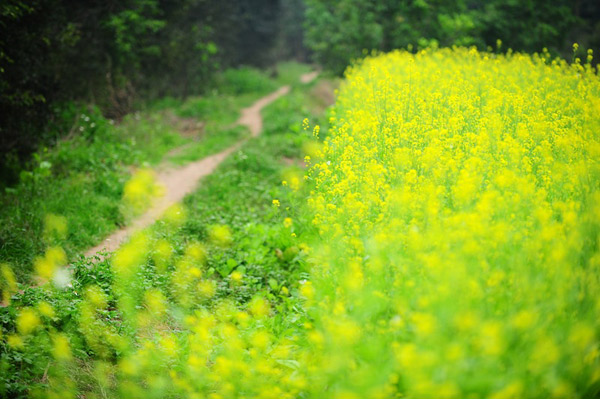 [Image: Sac-hoa-cai-no-vang-trong-gio-ret-3.jpg]