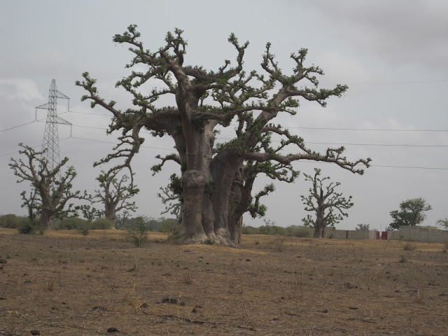 El Baobab es el símbolo nacional de Senegal El Baobab es el símbolo nacional de Senegal