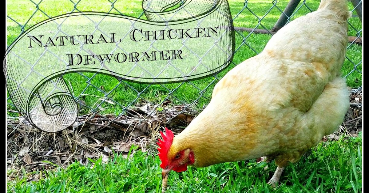 Natural Chicken Dewormer