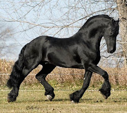 Nanning 374-Sire of filly due in May 2011