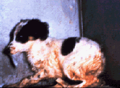 Pet Cure Rabies Treatment for dogs rabies treatment for dogs