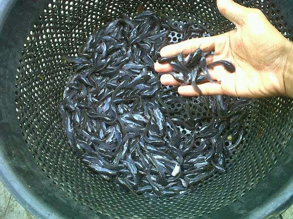 raja lele sragen pelatihan budidaya lele gratissssssssss raja lele sragen pelatihan budidaya lele gratissssssssss
