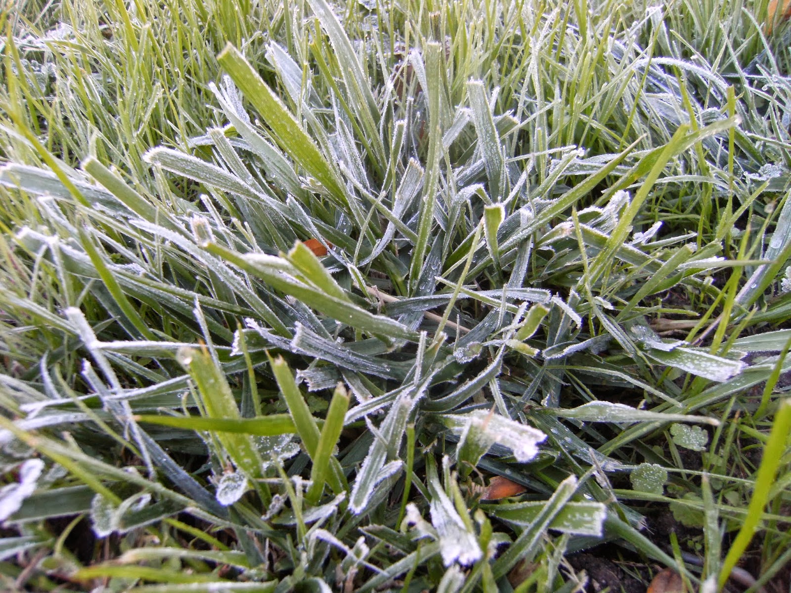See the Beauty in the Ordinary A Kansas Country Garden Bad Plant Momma!