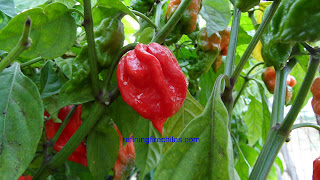 Trinidad Butch T seeds, Naga Viper seeds