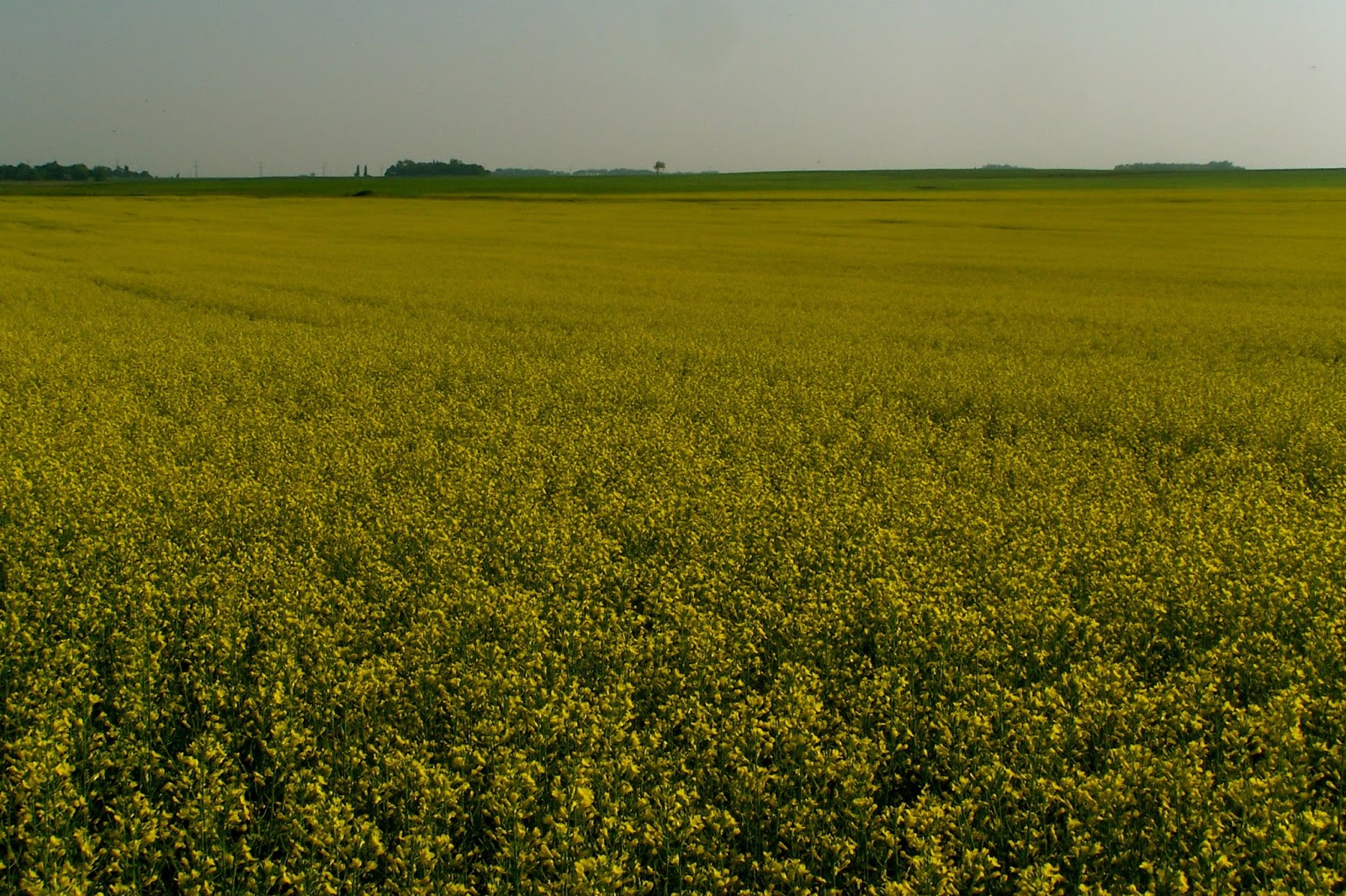 Beautiful Canola Farmer Bloggers