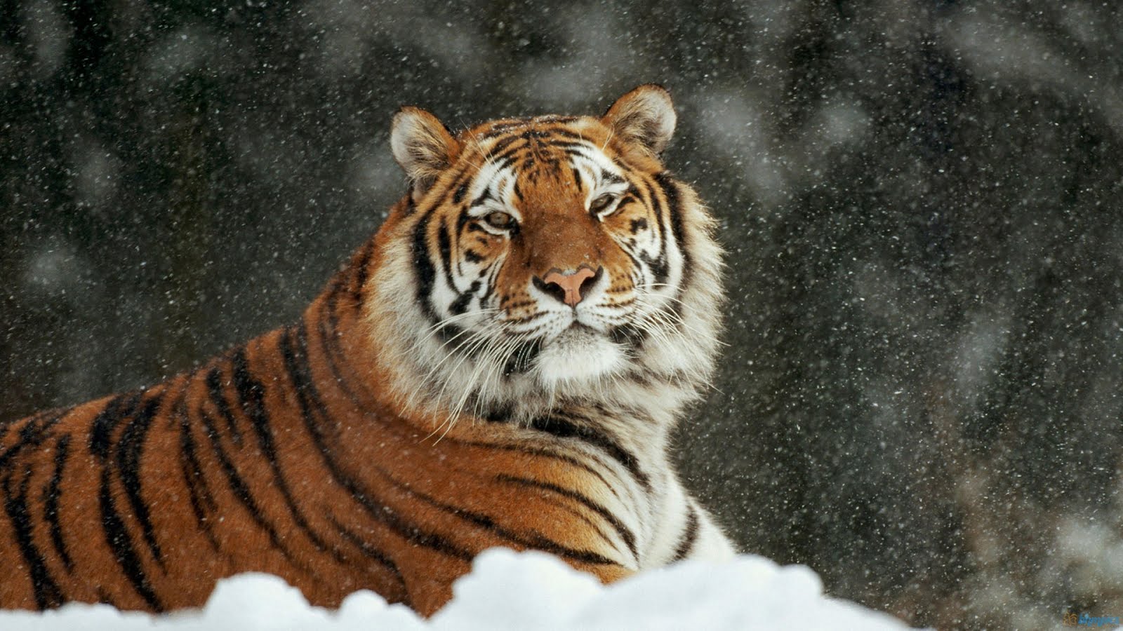 Tiger Wallpapers ~ Free Wallpapers, Best Wallpapers