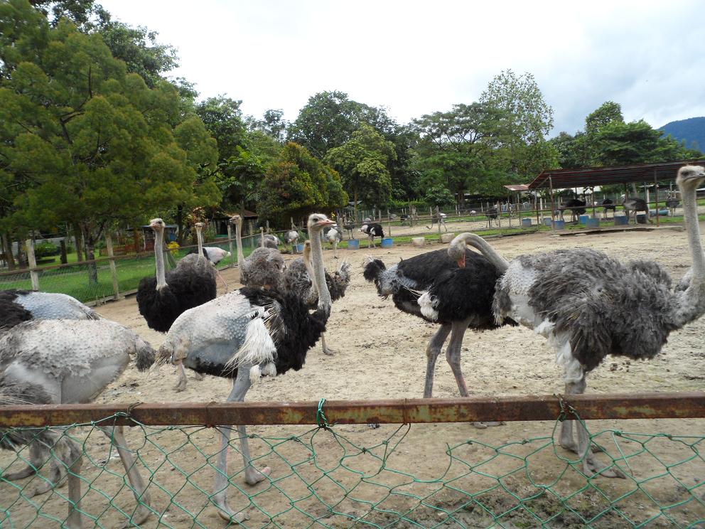 Anizam Agrofarm Lawatan Ke Ladang Burung Ostrich Semenyih