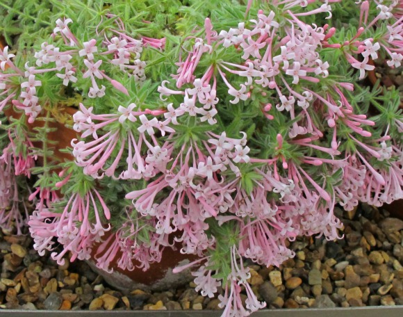 Asperula-arcadiensis