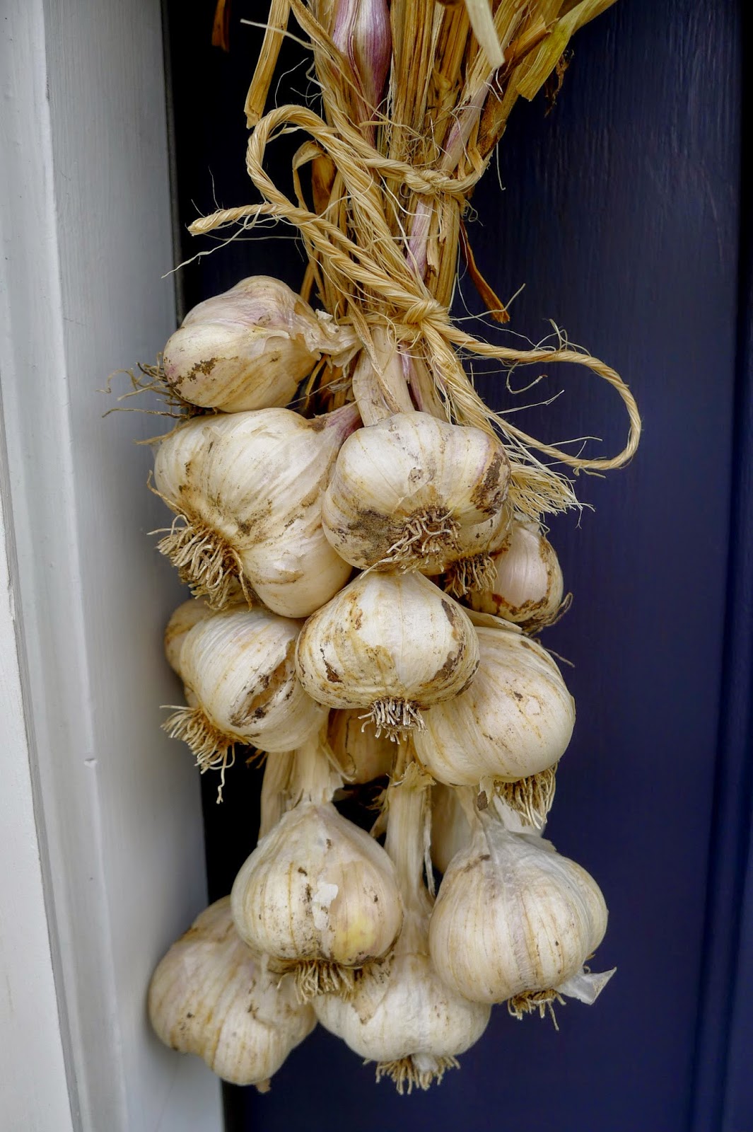 Less Noise, More Green Storing garlic