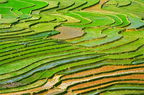 Cánh đồng lúa Việt Nam: xanh - chín vàng Cánh đồng lúa Việt Nam: xanh - chín vàng