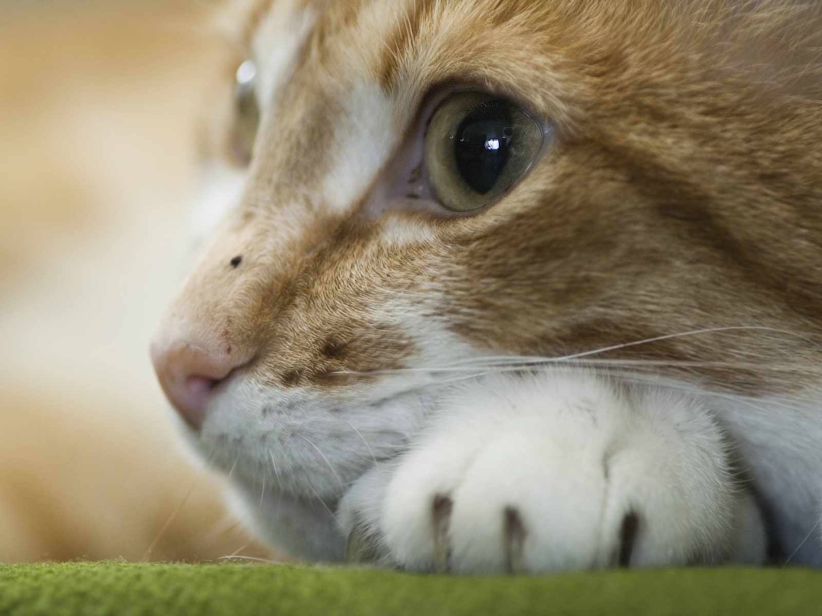http://4.bp.blogspot.com/-eOwBcKUy3rQ/TqRdVxEYoOI/AAAAAAAABc0/JFP5yZU5vt0/s1600/animal_0023.jpg