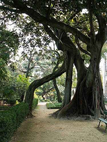 banco de jardim lisboa: – MUSEU NACIONAL DE HISTÓRIA NATURAL E DA CIÊNCIA DE LISBOA banco de jardim lisboa: – MUSEU NACIONAL DE HISTÓRIA NATURAL E DA CIÊNCIA DE LISBOA