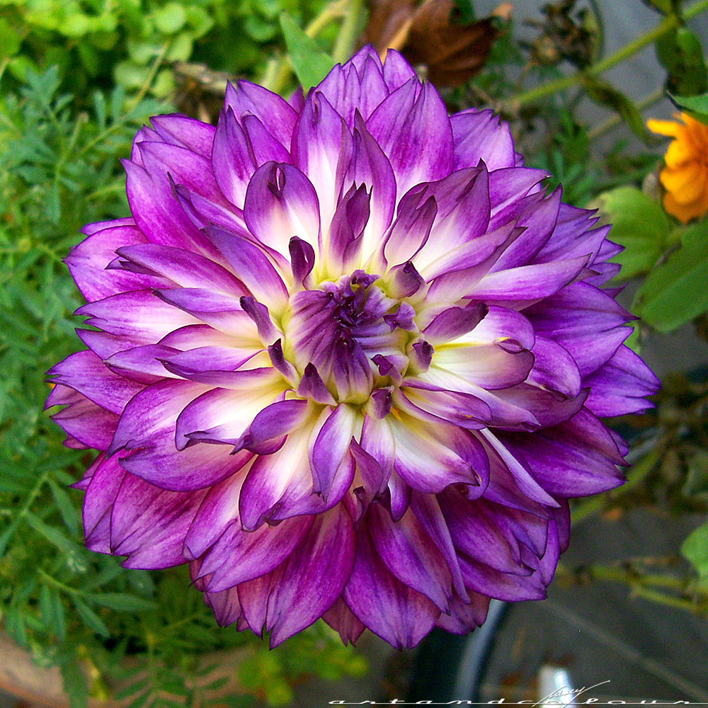 Purple Dahlia Purple Passion Pinterest