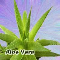 | News | Entertainment | Tips | Health Tips | Islamic History |  Horoscopes |: Aloe vera Benefits In Urdu || Aloe vera Ke Fawaid Benefits In  Urdu || Aloe vera