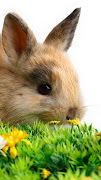 Free Download Lovely Easter 2013 Bunnies iPhone 5 HD Wallpapers cute easter bunny free iphone hd wallpapers 