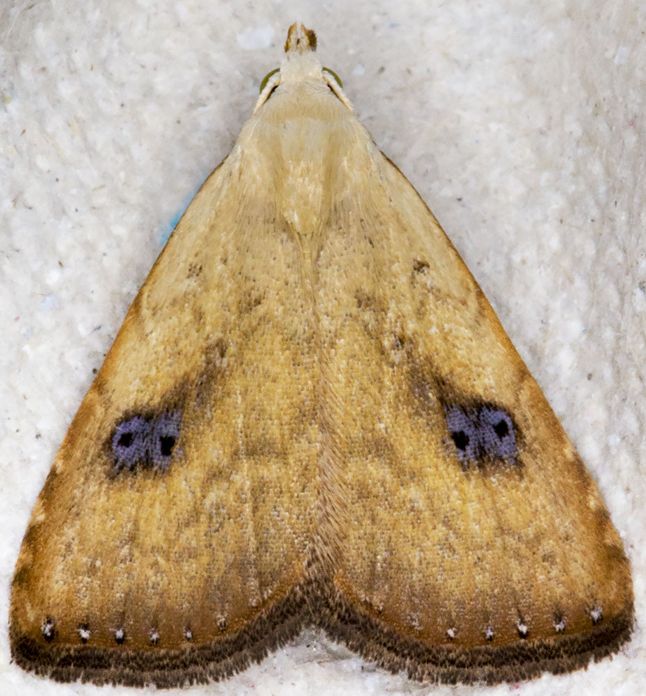 Straw Dot, Rivula sericealis. Noctuidae. Hayes, 7 August 2014. Straw Dot, Rivula sericealis. Noctuidae. Hayes, 7 August 2014.