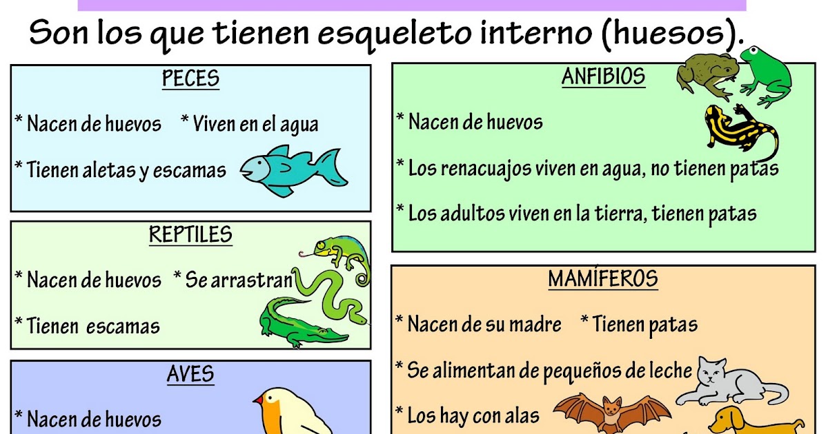 clasificación de los vertebrados