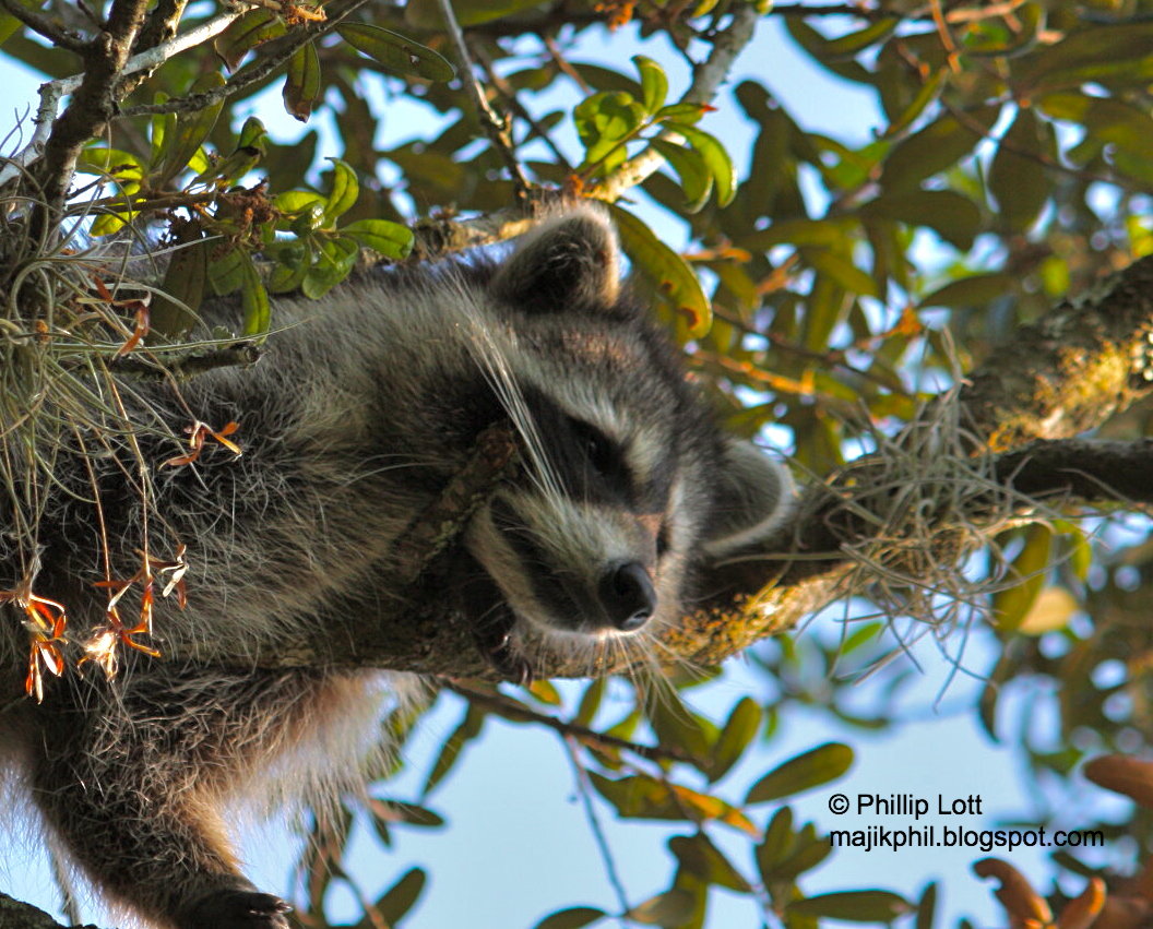 Raccoon Rescue? Phillip's Natural World
