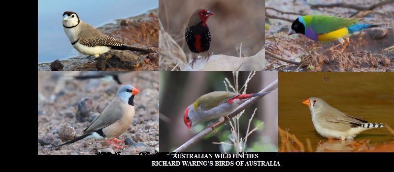 Richard Waring's Birds of Australia