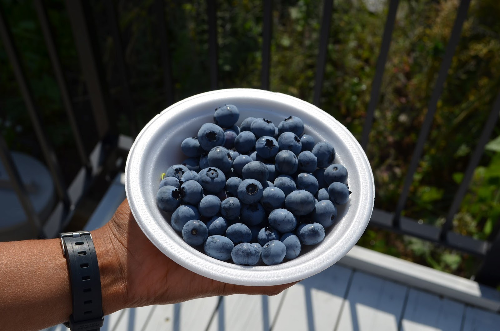How to grow blueberries in Vancouver backyard