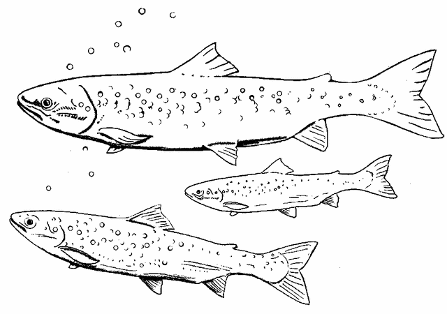 Animal-Fish-coloring-pages-kids-14.gif title=