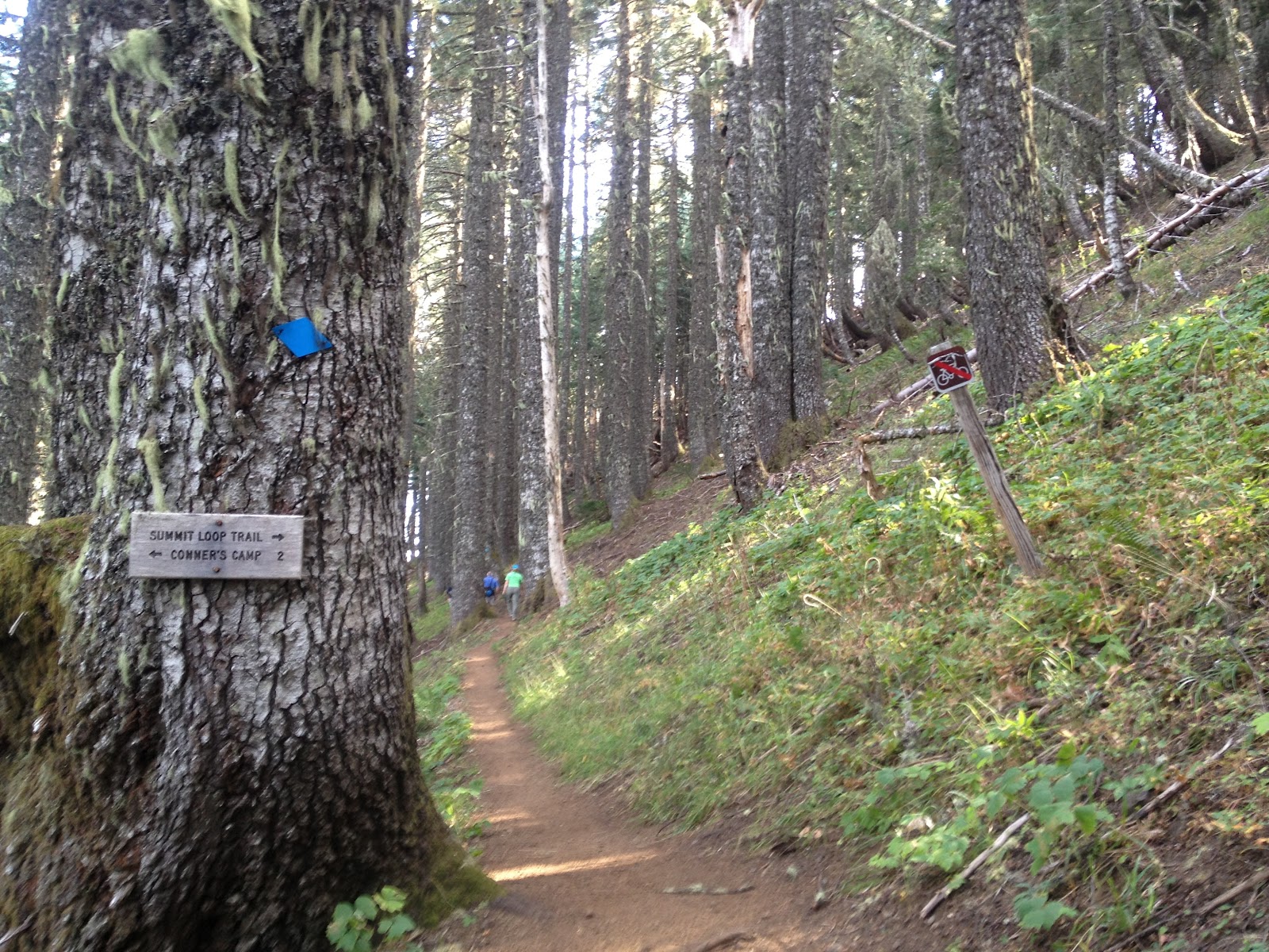 Marys Peak Oregon East Ridge Trail