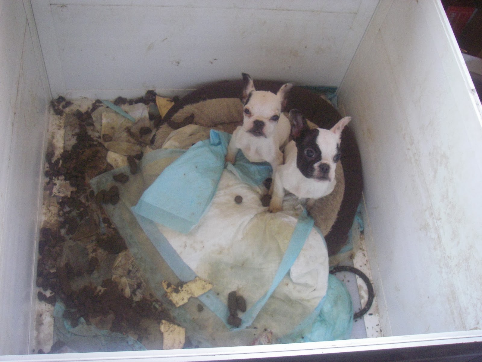 Can I Sue My Dog Breeder