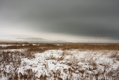 chris martin photography - snow geese