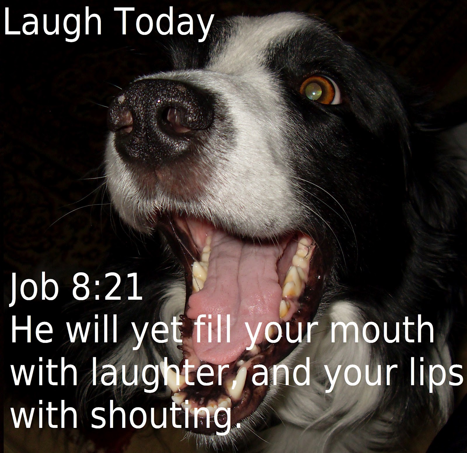 Christian Modesty: Bible Verse OTD: Laughter