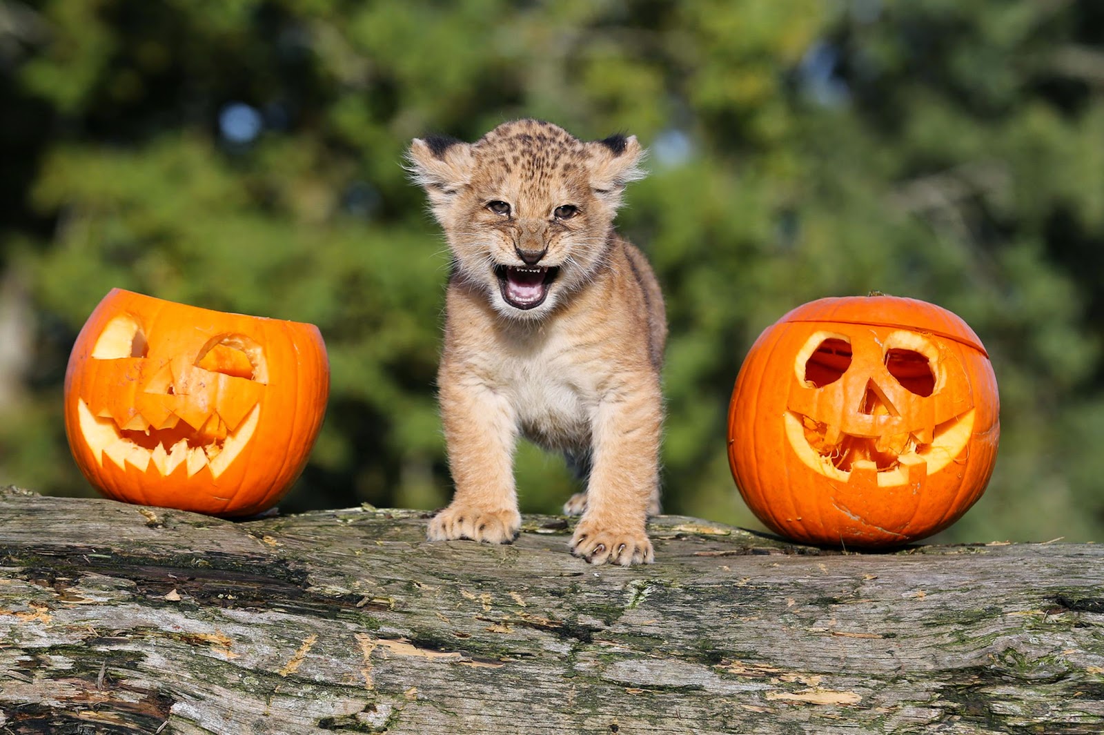 Cute and funny pictures of animals 73. Halloween pictures