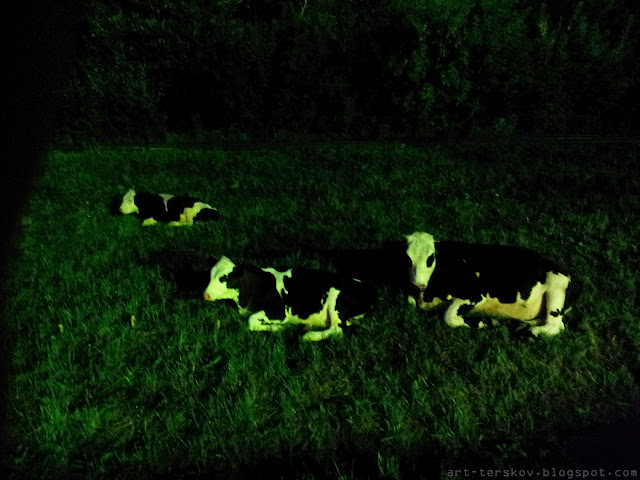 "Коровы ночью в закрытом городе" Артёма Терскова. Фото
